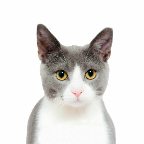 Promotional Cat Dog Accessories